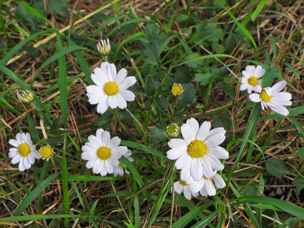 Chrysanthemum chanetii