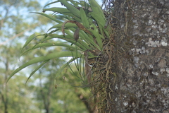 Luisia