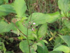 Cyanthillium cinereum