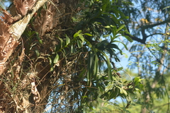 Aerides multiflora