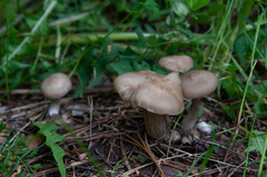 Entoloma clypeatum