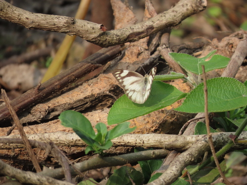 Striped Albatross photo 3
