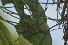 Luisia