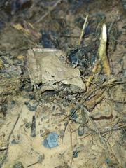 Pristimantis fenestratus