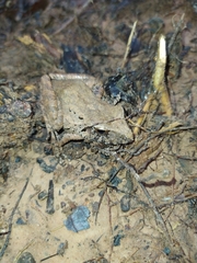 Pristimantis fenestratus