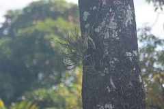 Luisia