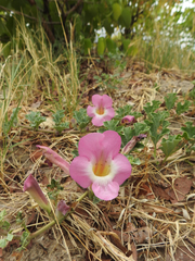 Harpagophytum zeyheri