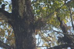 Luisia