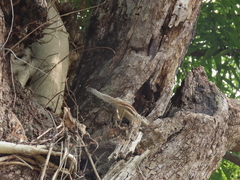 Funambulus pennantii