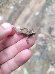 Leptodactylus petersii