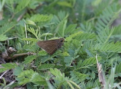 Euphyes cornelius