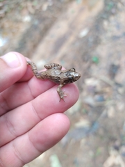 Leptodactylus petersii