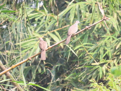 Streptopelia chinensis