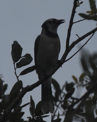 Cyanocitta cristata image
