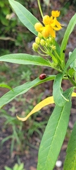 Harmonia axyridis