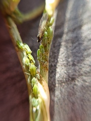 Cavariella aegopodii