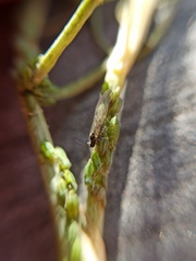 Cavariella aegopodii