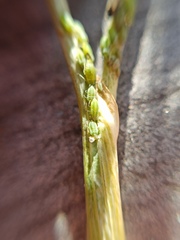 Cavariella aegopodii