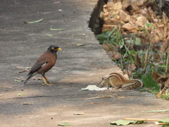 Acridotheres tristis