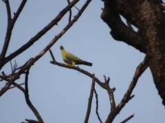 Treron phoenicopterus