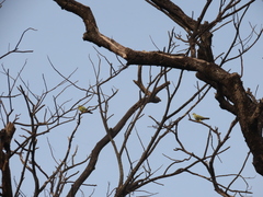 Treron phoenicopterus