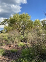 Euclea linearis