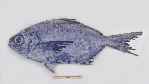 Silver warehou (Seriolella caerulea) — Centrolophidae