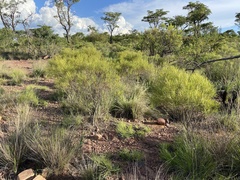 Euclea linearis