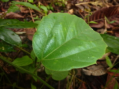 Passiflora ferruginea