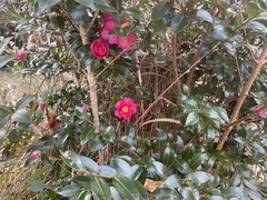 Camellia hiemalis