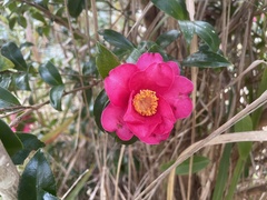 Camellia hiemalis