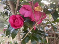 Camellia hiemalis