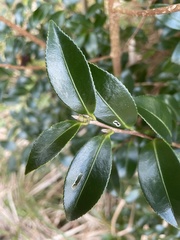 Camellia hiemalis