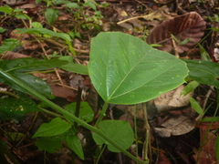 Passiflora ferruginea