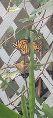 Danaus plexippus
