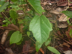 Passiflora ferruginea