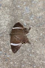 Abisara neophron