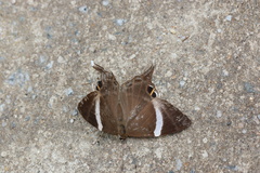 Abisara neophron