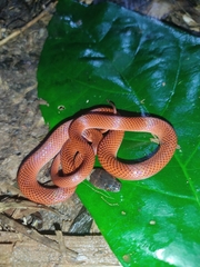 Oxyrhopus melanogenys