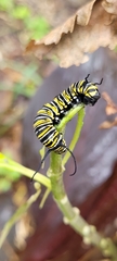 Danaus plexippus