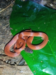 Oxyrhopus melanogenys