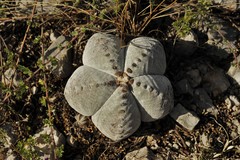 Astrophytum myriostigma