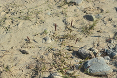 Eragrostis coarctata