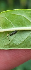 Danaus plexippus