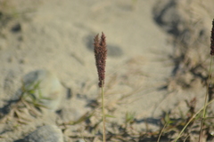 Eragrostis coarctata