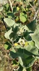 Malacothamnus davidsonii