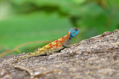 Agama mossambica