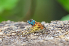 Agama mossambica