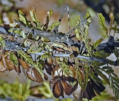 Bulnesia schickendantzii