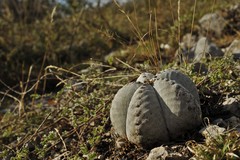 Astrophytum myriostigma